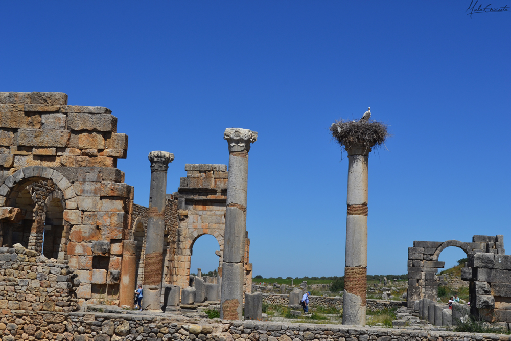 Ruinas romanas de Volubilis