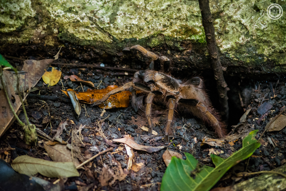 Carangueija amazônica, durante a trilha na FLONA, Alter do Chão, Pará