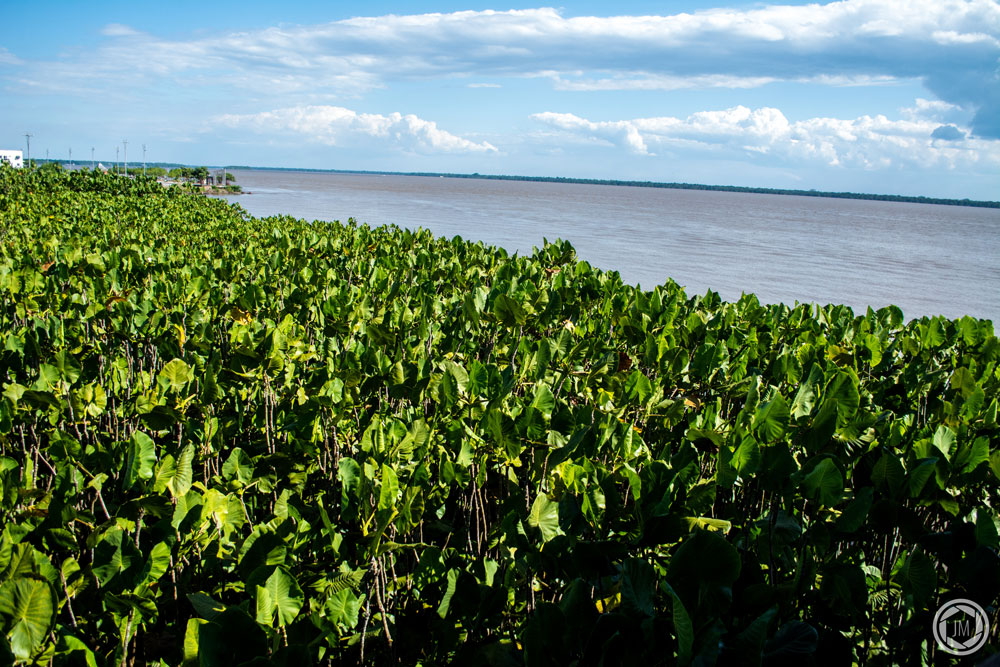 Manguezal, mangue ou mangal no Mangal das Garças, em Belém, Pará.
