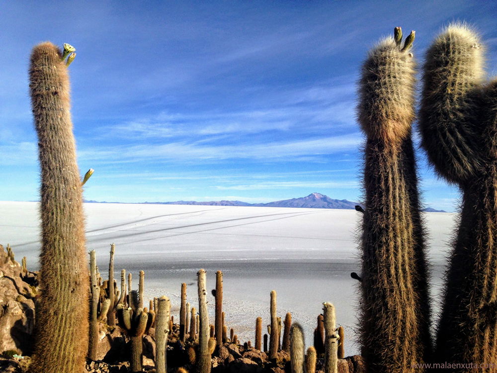 Cactus gigantes na Isla Incahuasi, Salar de Uyuni, Bolivia 
