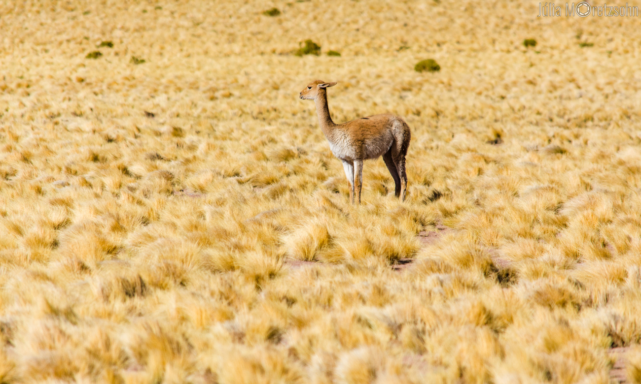 Vicunha, no caminho para a Laguna Chaxa, Atacama, Chile (Foto: Júlia Moretzsohn)