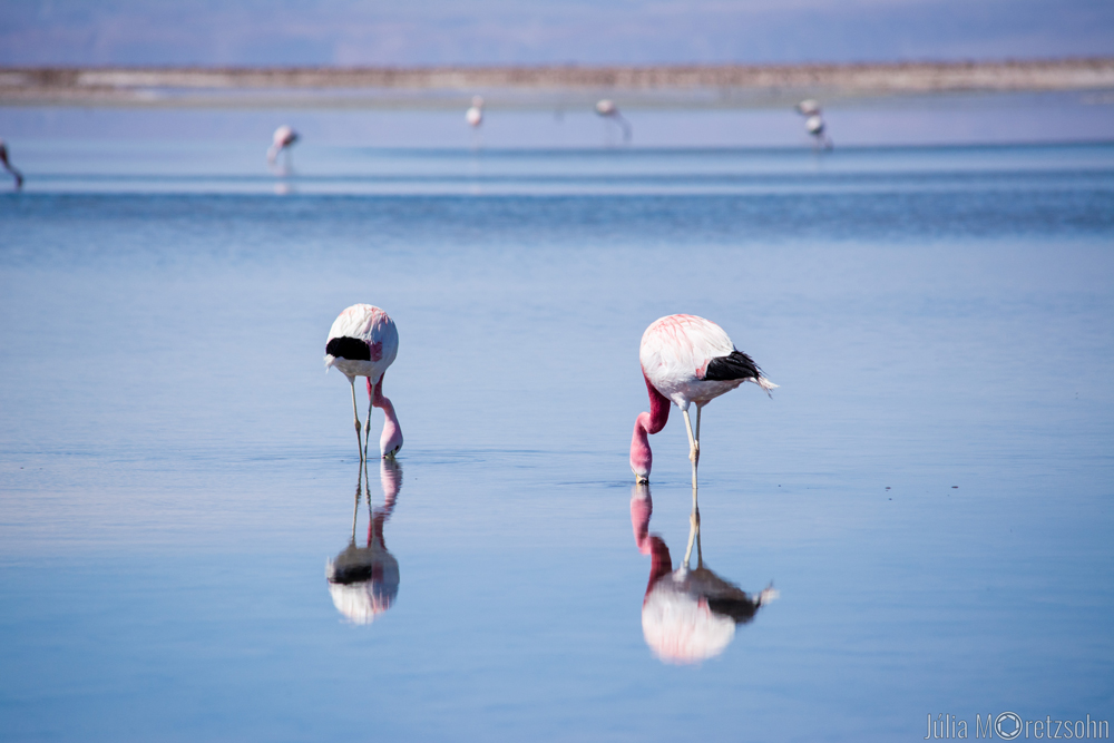 Flamingos Andinos no Setor Sokor da Reserva dos Flamingos, Atacama, Chile 