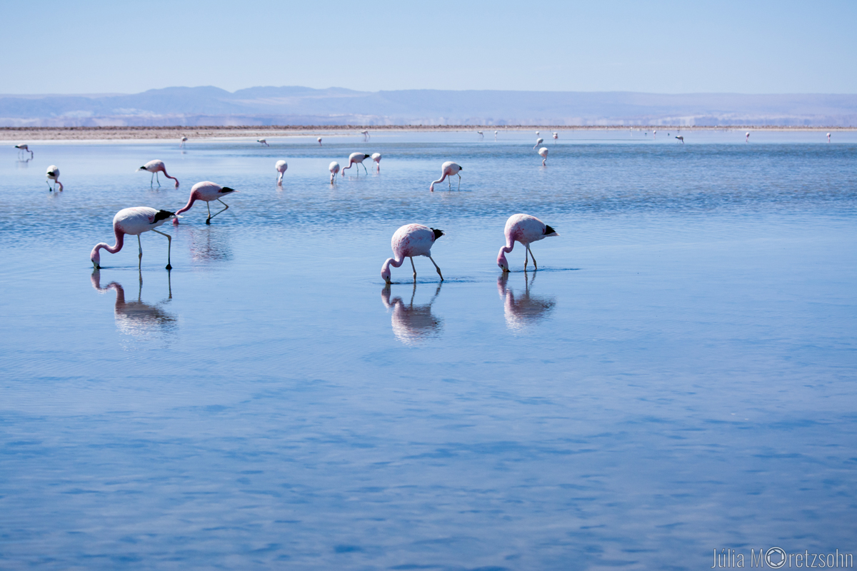 Flamingos Andinos no Setor Soncor da Reserva dos Flamingos, Atacama, Chile 