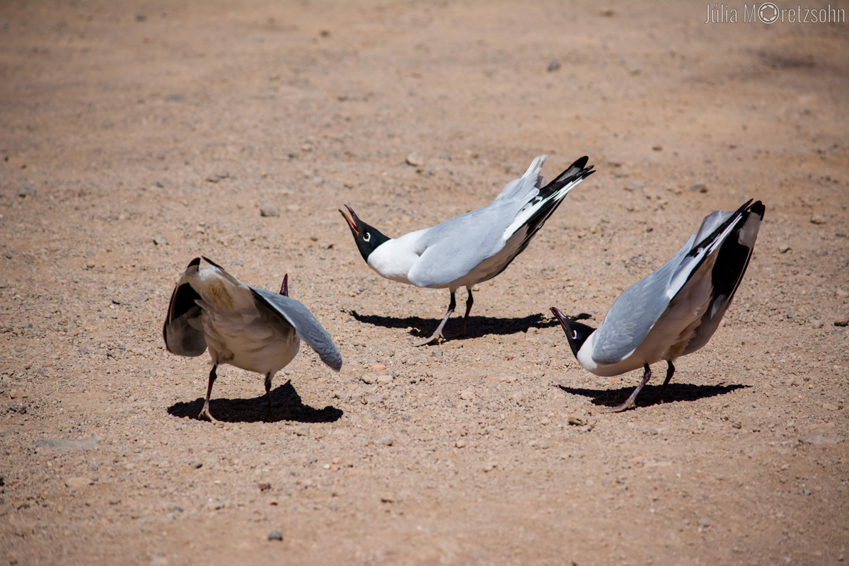 Aves na Laguna Blanca, Deserto Siloli, Bolivia.