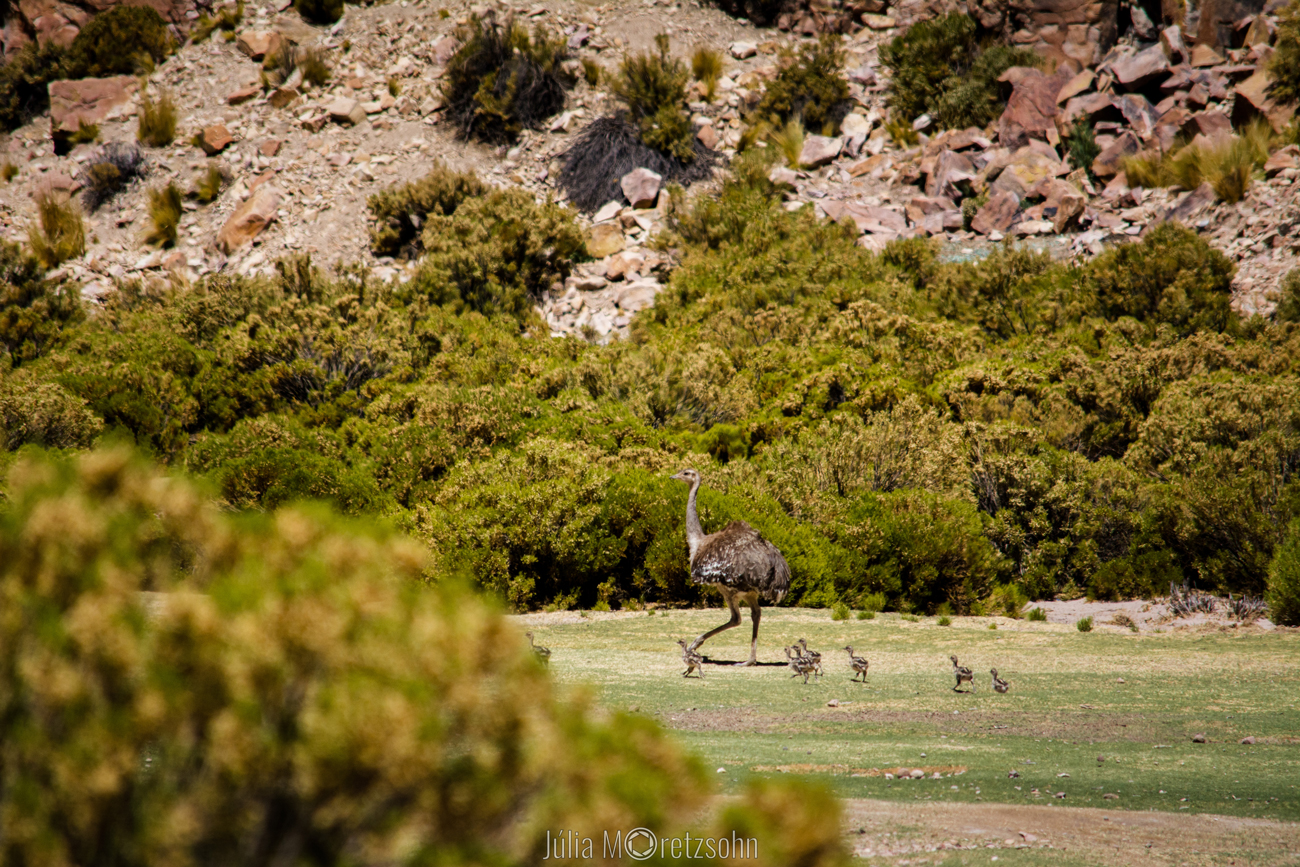 Emas ou avestruzes? Canion de Catal, Deserto do Siluli, Bolivia 